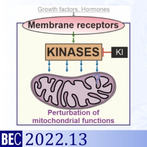 MitoKIN-Omar Torres-Quesada-Kinase-perturbations redirect mitochondrial function